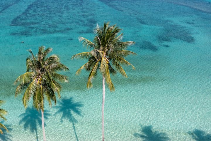 Palm trees over clear blue water